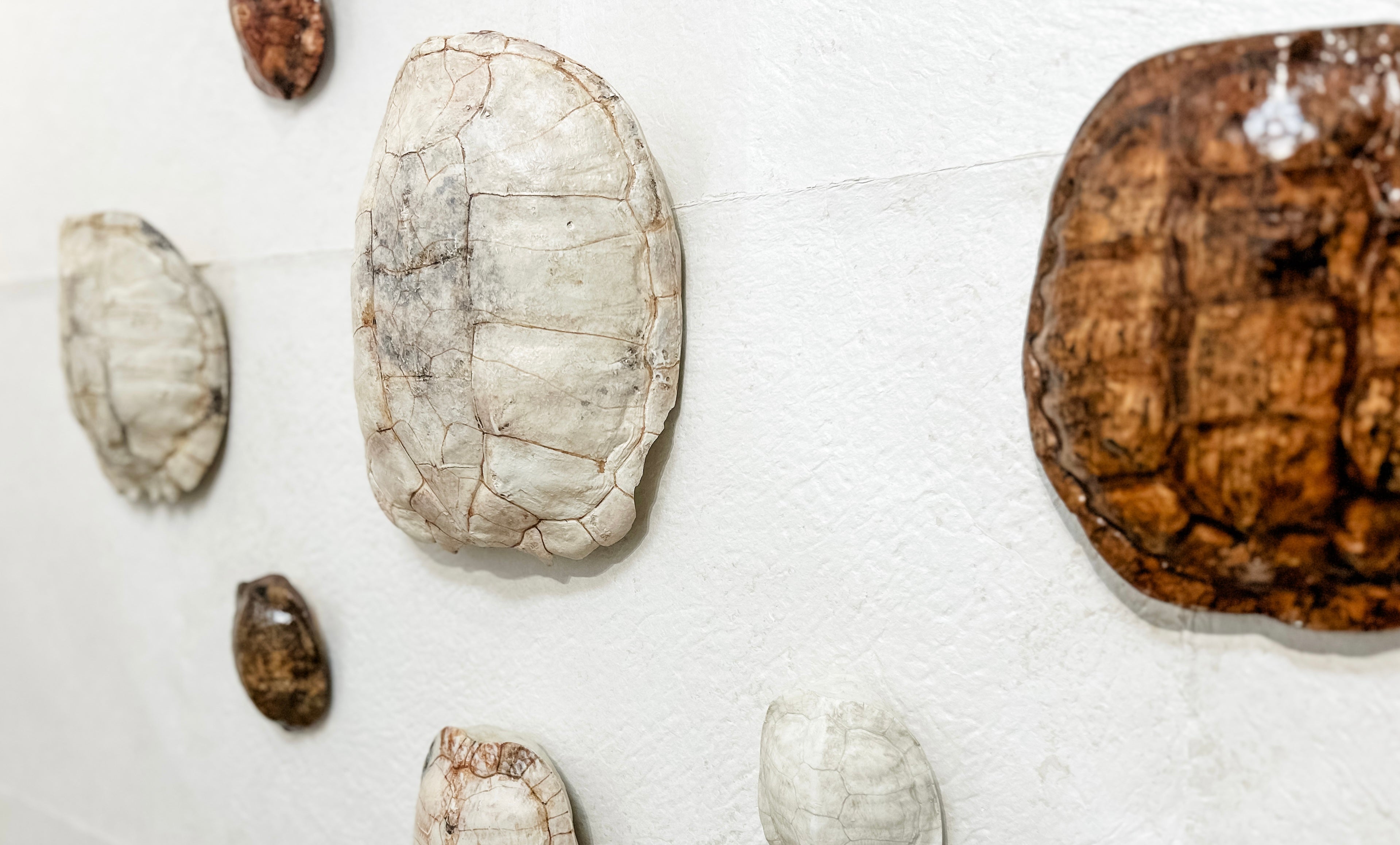 Cast Plaster Turtle Shells – Floyd Paint and Paper